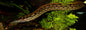 Tyre Track Eel (20cm) (Mastacembelus armatus)