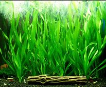 Twisted Val (Vallisneria spiralis)