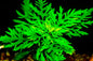 Water Wisteria/Sprite (Hygrophila difformis)