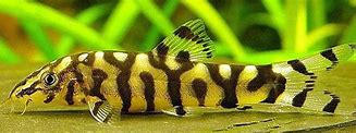 Yo-Yo Loach (Botia almorhae)