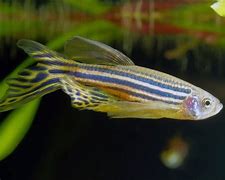 Zebra Danio (Danio rerio)