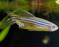 Zebra Danio (Danio rerio)