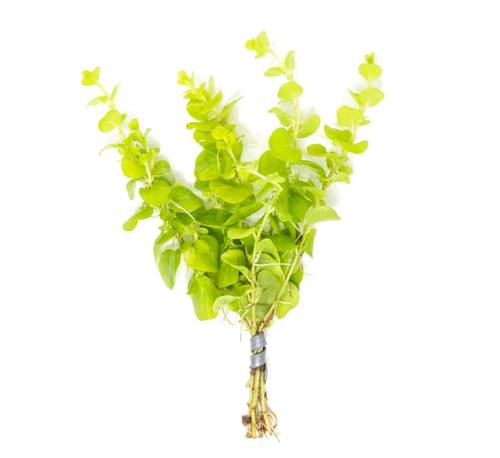 Gold Lysimachia