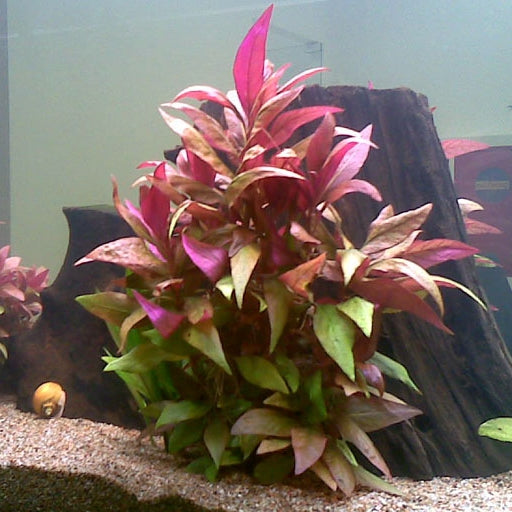 Beetroot (Alternanthera Lilacina)