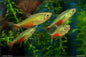 Green Fire Tetra