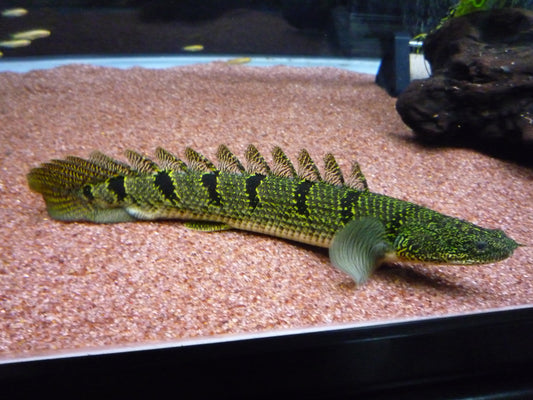 Armoured Bichir (Polypterus Delhezi)