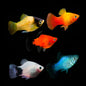 Assorted Platy (Xiphophorus maculatus)