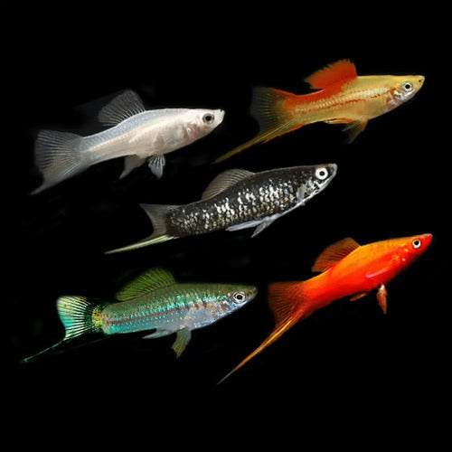 Asst Sword Tails (Xiphophorus hellerii)