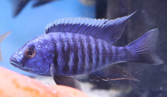 Azureus Cichlid (Copadichromis azureus)
