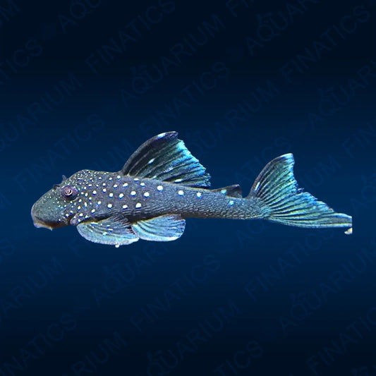Blue Phantom Pleco (L128)