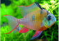 Bolivian Ram (Mikrogeophagus altispinosus)