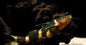 Bumblebee Catfish (Microglanis iheringi)