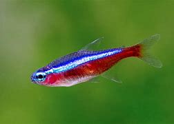 Cardinal Tetras (Paracheirodon axelrodi)