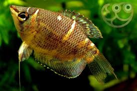Chocolate Gourami (Sphaerichthys Vaillanti)
