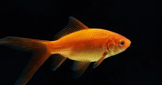 Comet Goldfish (Carassius auratus)