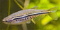 Spotted Dwarf Danio (Danio nigrofasciatus)