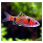 Odessa Barb (Pethia padamya)