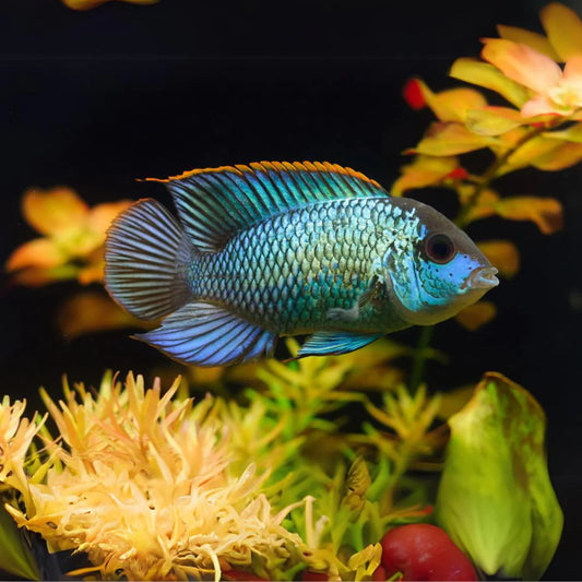 Electric Blue Acara (Andinoacara Pulcher)