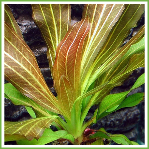 Echinodorus Rose