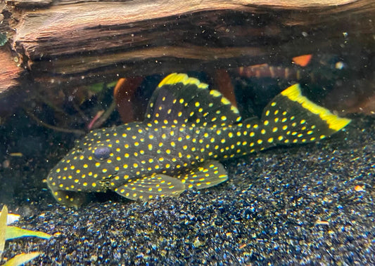 Gold Nugget Pleco (L18)