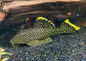Gold Nugget Pleco (L18)