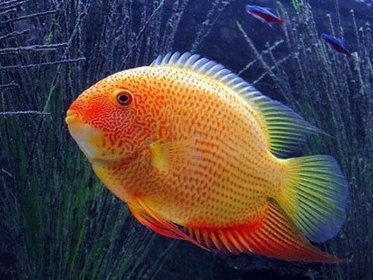 Red Spotted Severum (Heros Efasciatus)