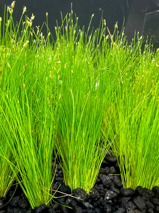 Hair Grass (Eleocharis Parvula)