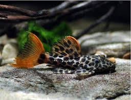 Leopard Cactus Pleco (Pseudacanthicus cf. leopardus) L114