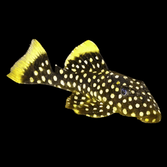 Queen Gold Nugget Pleco (L177)