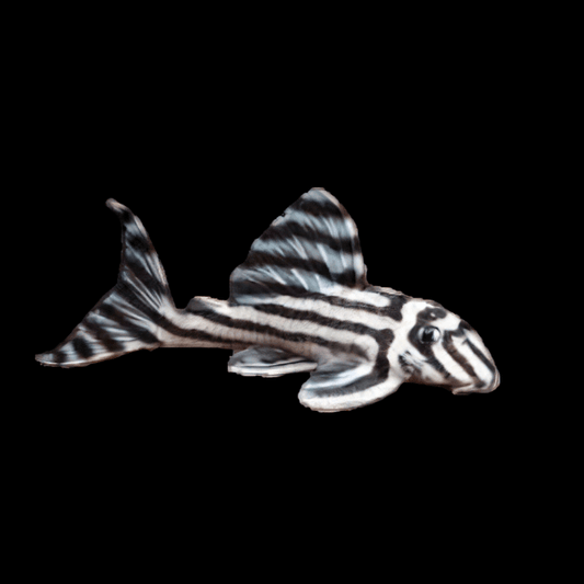 Zebra Pleco - Hypancistrus zebra (L46)