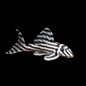 Zebra Pleco - Hypancistrus zebra (L46)