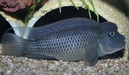 Lionhead Cichlid (Steatocranus casuarius)