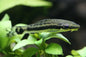 Otocinclus
