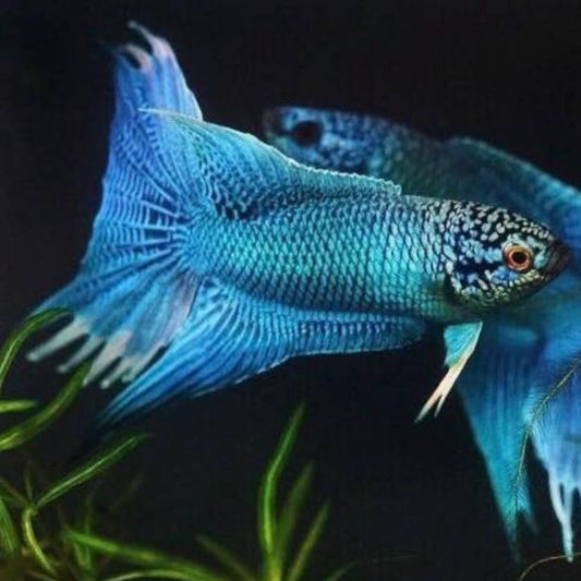 Blue Paradise Fish (Macropodus Opercularis)