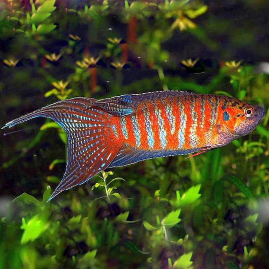 Paradise Fish (Macropodus Opercularis)