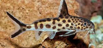 Petricola Catfish (Synodontis Petricola)
