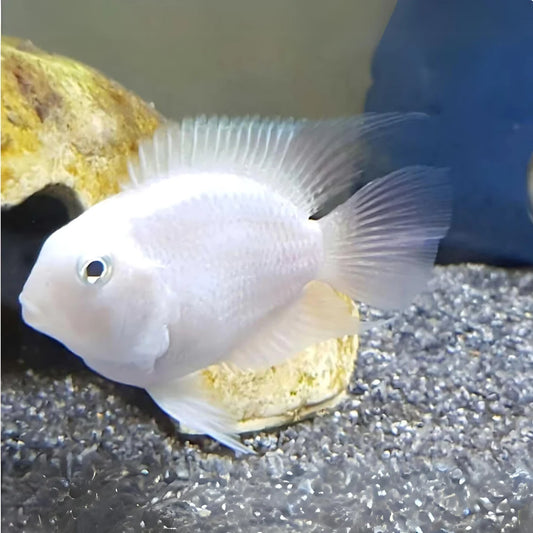 Platinum Parrot (Amphilophus Citrinellus)