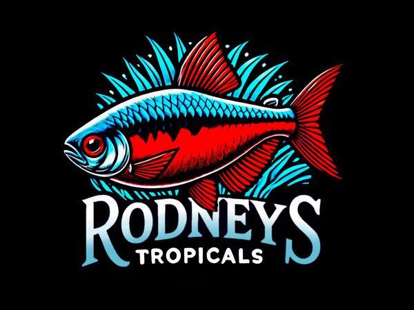 Rodney's Tropicals