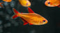Red Cherry Tetra (Hyphessobrycon sp. 'Muzel red cherry)