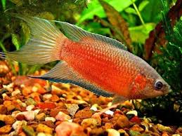 Red Paradise Fish (Macropodus Opercularis)