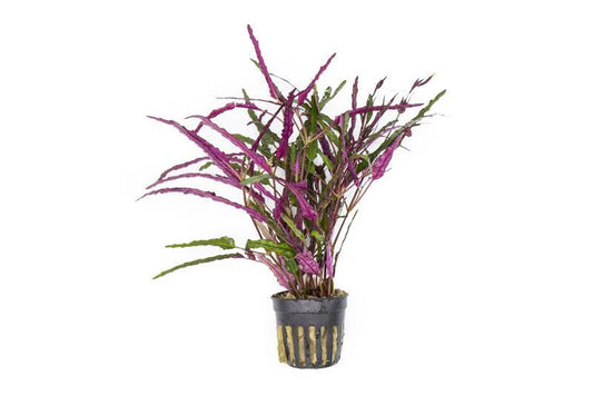 Red Sawtooth (hemigraphis repanda)