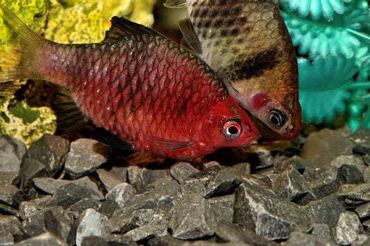 Ruby Barb (Puntius conchonius)