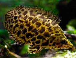 Spotted Climbing Gourami (Ctenopoma acutirostre)