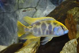 Venustus Cichlid/ Giraffe Cichlid (Nimbochromis venustus)