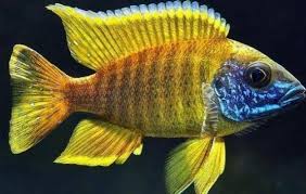 Yellow African Peacock Cichlid (Aulonocara sp. Yellow (Sunshine Peacock)